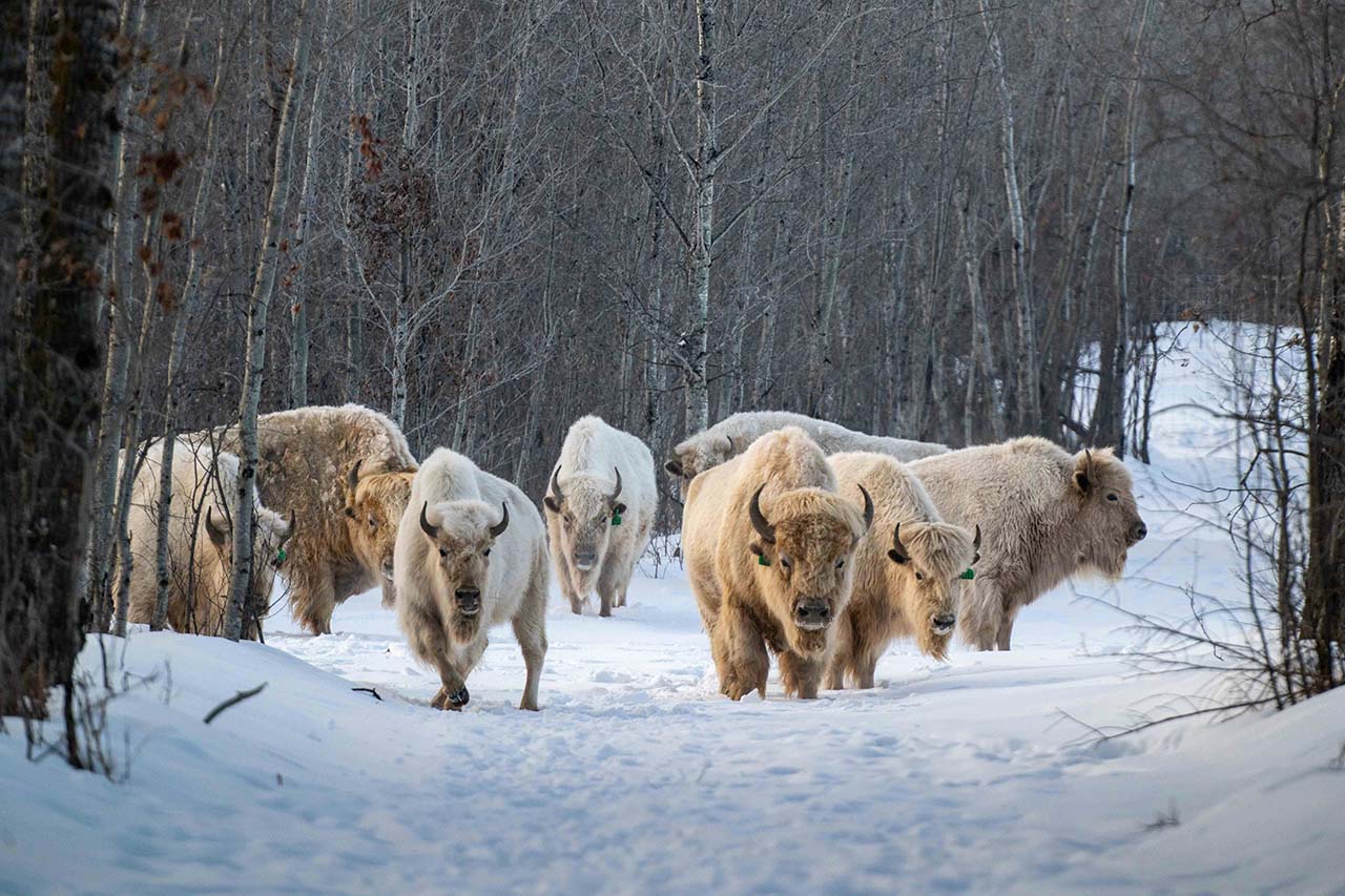 Bijzondere winterbestemmingen - winter safari