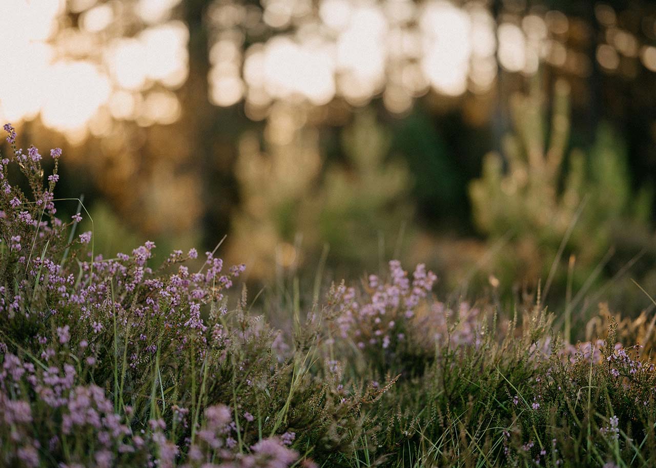 close up van heide met bos op de achtergrond - mindful fotograferen