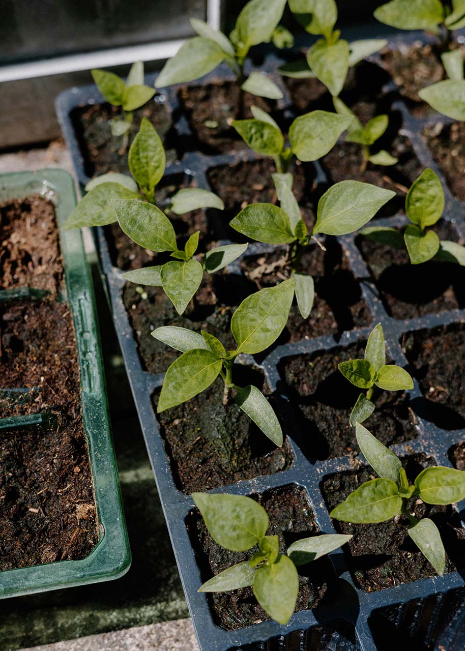 Moestuin plantjes Moestuin plantjes