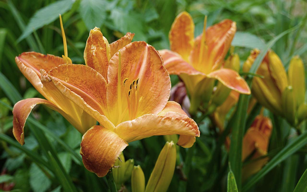 Onderhoudsarme planten - daglelies