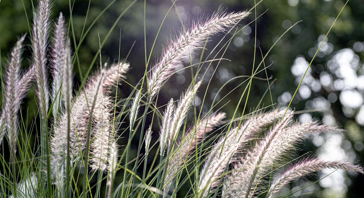 Onderhoudsarme planten - grassen Onderhoudsarme planten - grassen