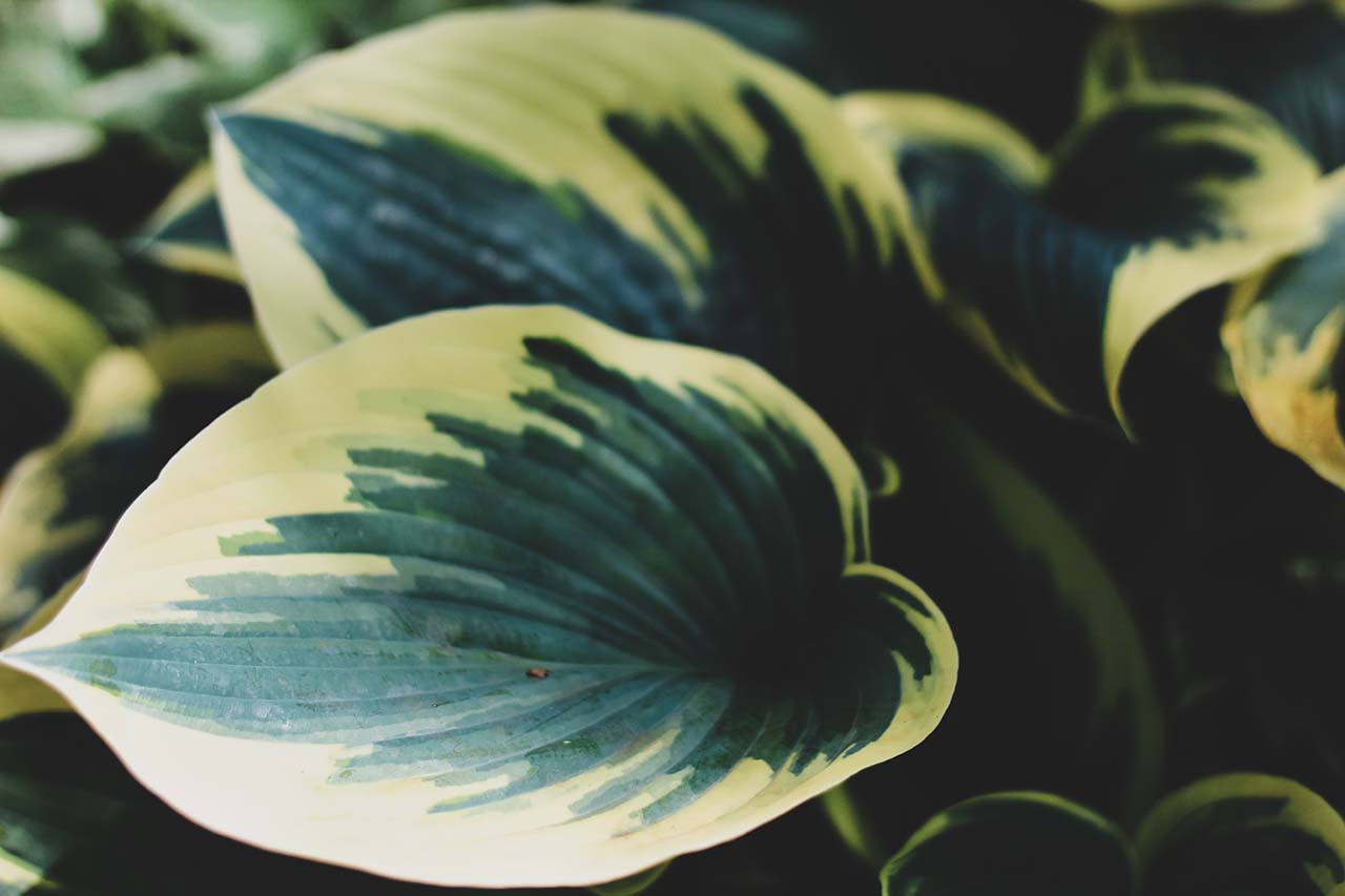 Onderhoudsarme planten - hosta Onderhoudsarme planten - hosta