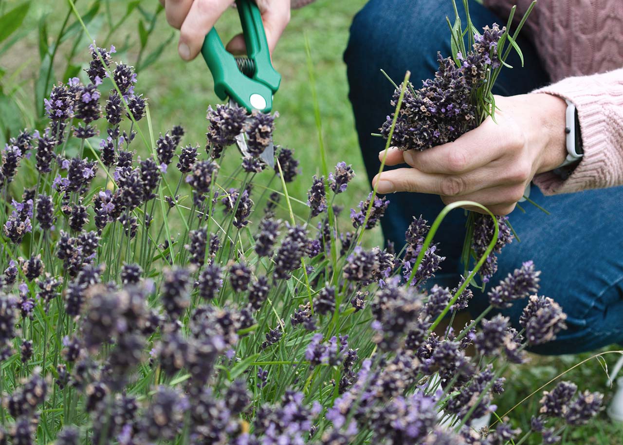 Onderhoudsarme planten - lavendel