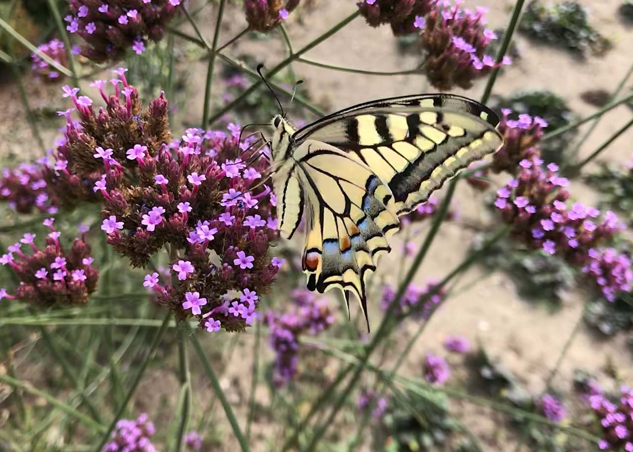 Onderhoudsarme planten - verbena