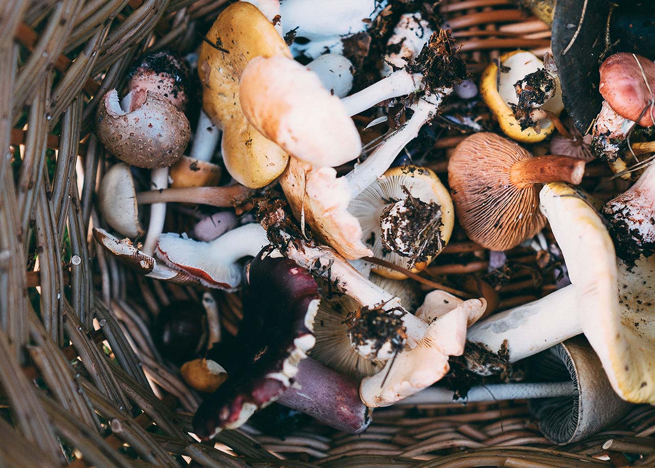 Paddestoelen wildpluk